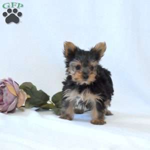 Daisy, Yorkie Puppy