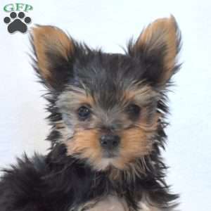 Daisy, Yorkie Puppy