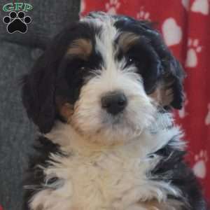 Daisy, Bernedoodle Puppy