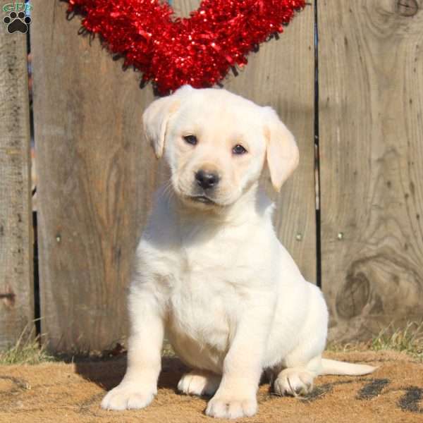 Dakota, Yellow Labrador Retriever Puppy