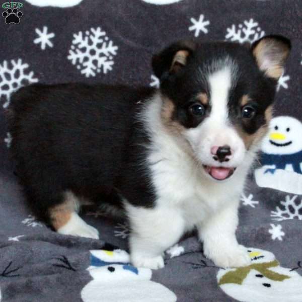 Dakota, Pembroke Welsh Corgi Puppy