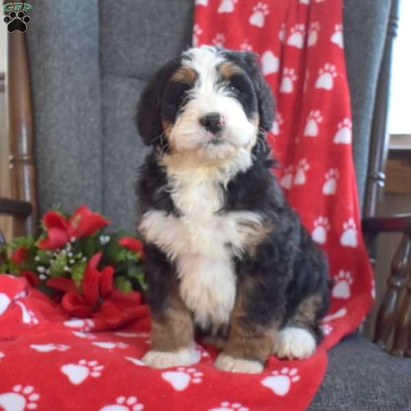 Dakota, Bernedoodle Puppy