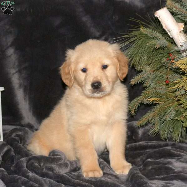 Dakota, Golden Retriever Puppy