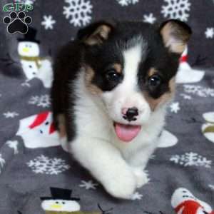 Dakota, Pembroke Welsh Corgi Puppy