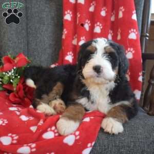 Dakota, Bernedoodle Puppy