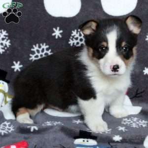 Dakota, Pembroke Welsh Corgi Puppy