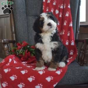 Dakota, Bernedoodle Puppy