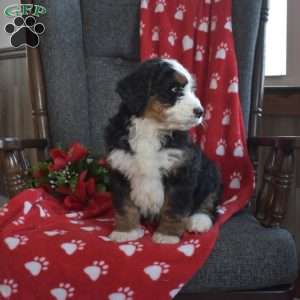 Dakota, Bernedoodle Puppy