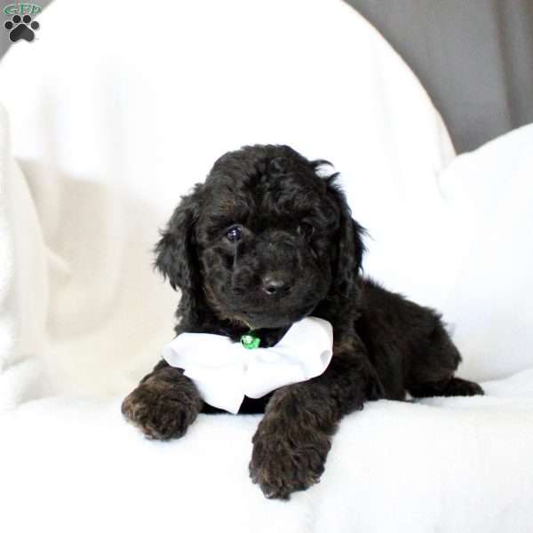 Dakota-F1B, Cockapoo Puppy