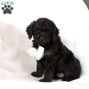 Dakota-F1B, Cockapoo Puppy