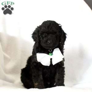 Dakota-F1B, Cockapoo Puppy