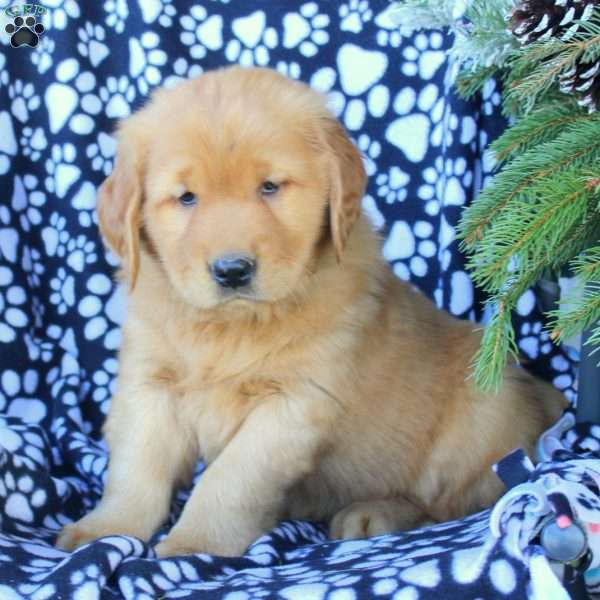 Dale, Golden Retriever Puppy