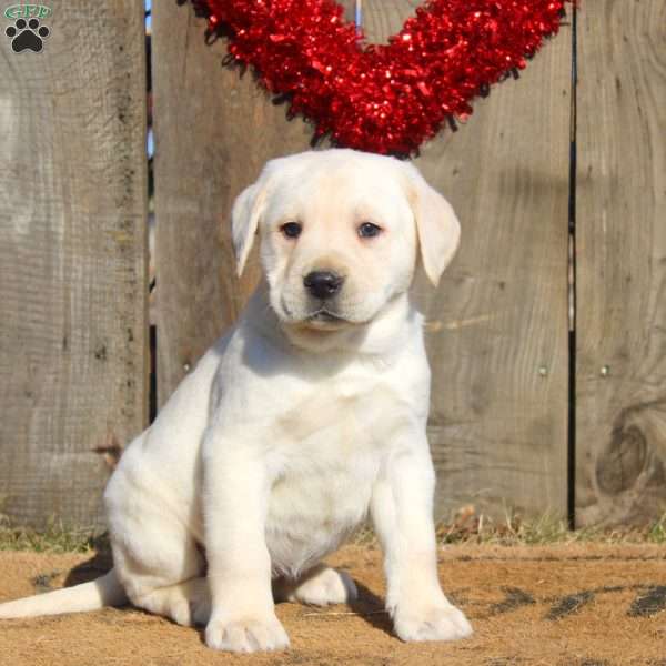 Dallas, Yellow Labrador Retriever Puppy