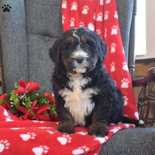 Dallas, Bernedoodle Puppy