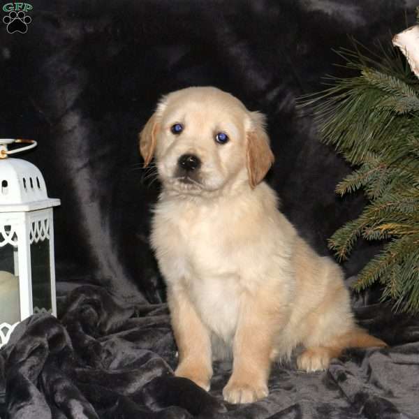 Dallas, Golden Retriever Puppy