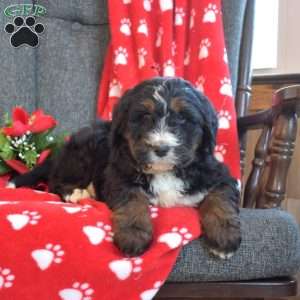 Dallas, Bernedoodle Puppy