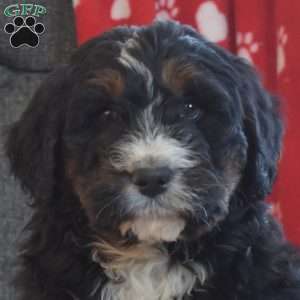 Dallas, Bernedoodle Puppy