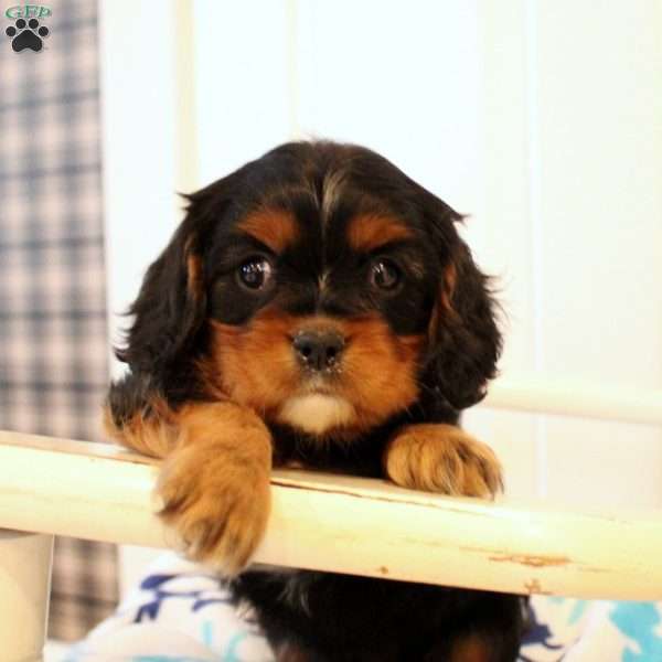 Dallas, Cavalier King Charles Spaniel Puppy