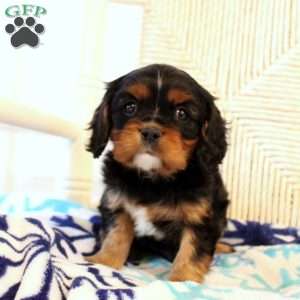 Dallas, Cavalier King Charles Spaniel Puppy