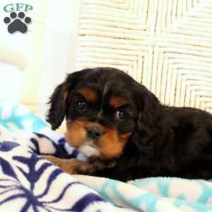 Dallas, Cavalier King Charles Spaniel Puppy