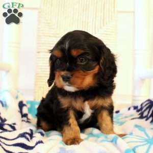 Dallas, Cavalier King Charles Spaniel Puppy