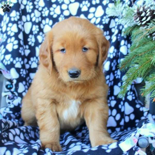 Dan, Golden Retriever Puppy