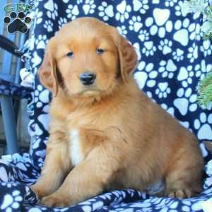 Dan, Golden Retriever Puppy