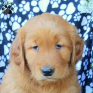 Dan, Golden Retriever Puppy