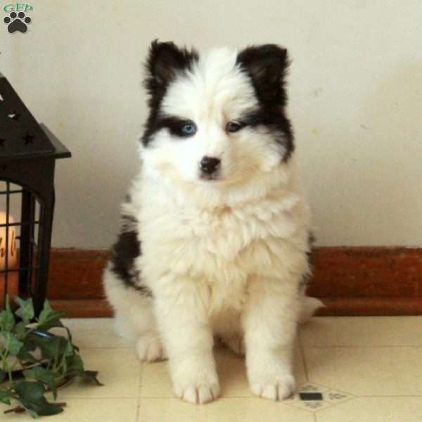 Dana, Pomsky Puppy