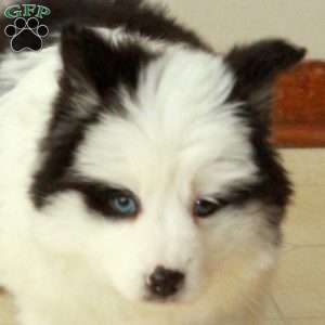 Dana, Pomsky Puppy