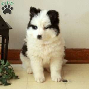 Dana, Pomsky Puppy