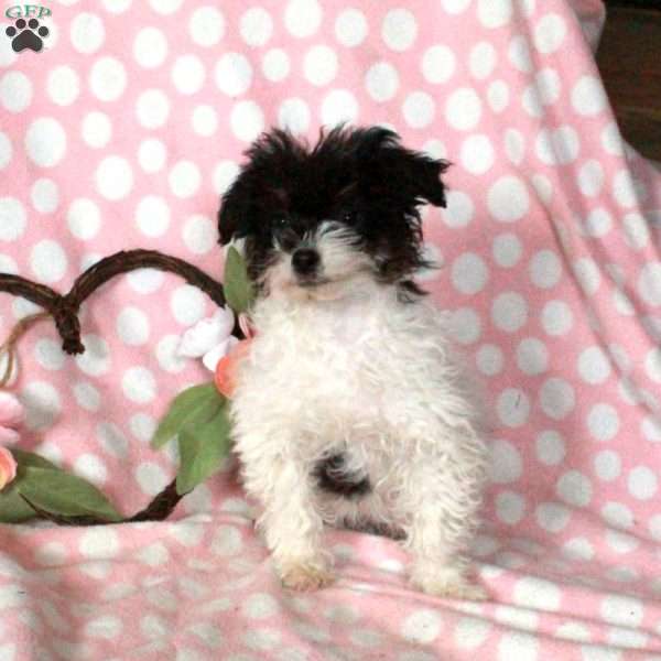 Dancer, Miniature Poodle Puppy