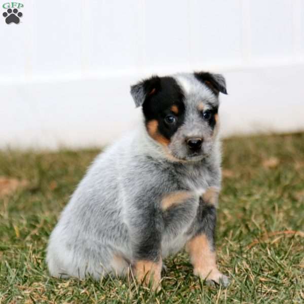 Dandy, Blue Heeler – Australian Cattle Dog Puppy