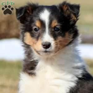 Dandy, Sheltie Puppy