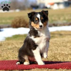 Dandy, Sheltie Puppy