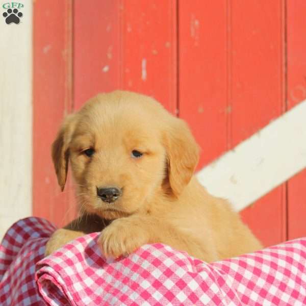 Dane, Golden Retriever Puppy