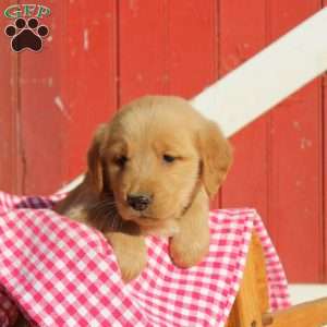 Dane, Golden Retriever Puppy