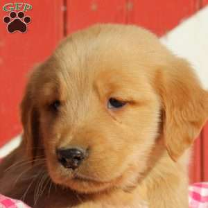 Dane, Golden Retriever Puppy