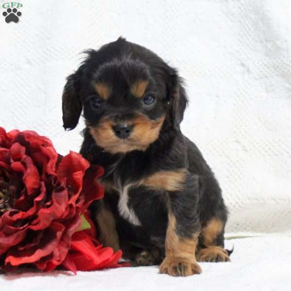 Danny, Cavalier King Charles Spaniel Puppy