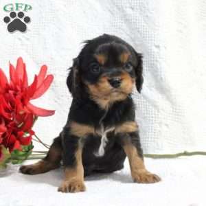 Danny, Cavalier King Charles Spaniel Puppy