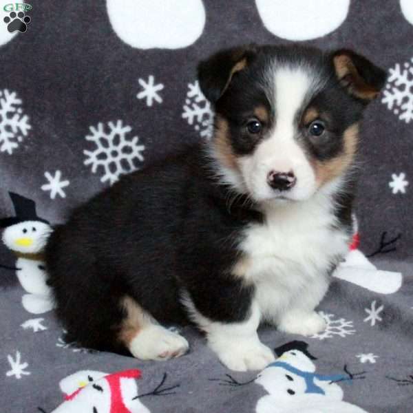 Dante, Pembroke Welsh Corgi Puppy