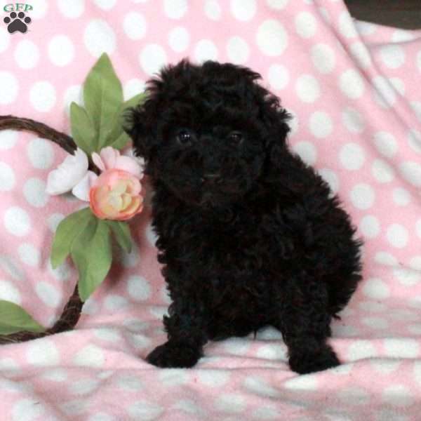 Dante, Miniature Poodle Puppy