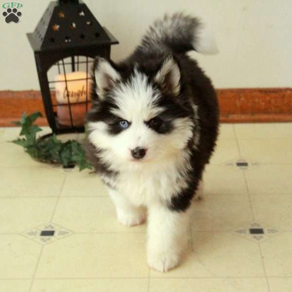 Dante, Pomsky Puppy
