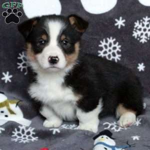 Dante, Pembroke Welsh Corgi Puppy