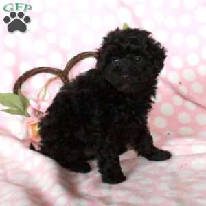 Dante, Miniature Poodle Puppy