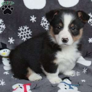 Dante, Pembroke Welsh Corgi Puppy