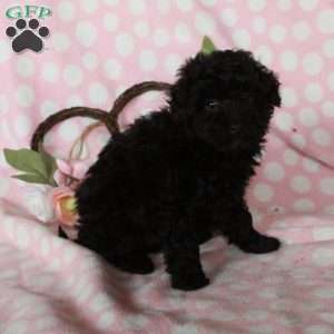 Dante, Miniature Poodle Puppy