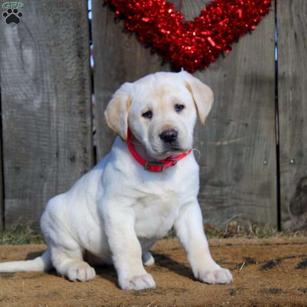 Daphne, Yellow Labrador Retriever Puppy