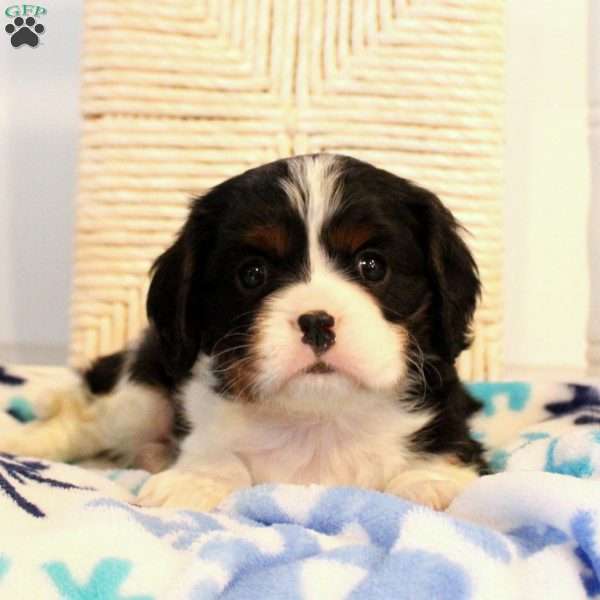 Darcie, Cavalier King Charles Spaniel Puppy