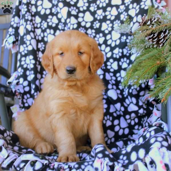 Darcy, Golden Retriever Puppy